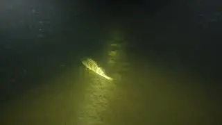 Jezioro Piaseczno - Kaniwola 2022