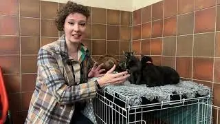 Borders pet rescue funding challenge