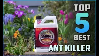 Top 5 Best Ant Killers Amazon Review