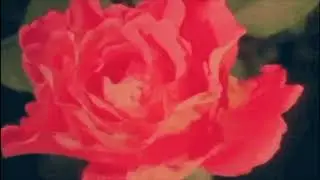 lil skyscraper - n&oslash;w ∔ ha✝︎e thɇ c&oslash;lor reȡ 🌺 (Prod.8ROKEBOY)