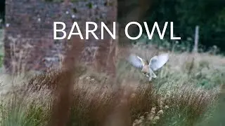 Barn owl wildlife film shot on Zcam E2 S6 & Sony A73