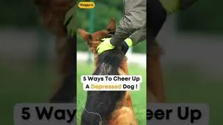 5 Tips to cheer up the depressed dog #doglover #dogvideos