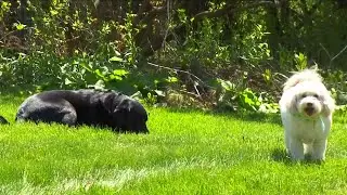 Protecting your dogs from Lyme disease