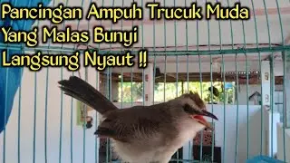 Burung Trucuk Muda Belajar Ropel Ampuh Untuk Pancingan Langsung Nyaut