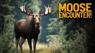 Understanding Moose Behavior for Safe Encounters