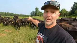 Yellowstone? Yeah Right! A Real Day On A North Carolina Ranch | Hard Work Without Fake Drama