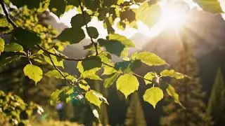 MORNING BLESSING MUSIC - Happy & Calm Energy - Soft Morning Meditation Music For Gratitude