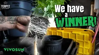 The EASIEST way to CLONE your FAVORITE STRAIN!  ||  Vivosun Grow Tent Pro Kit