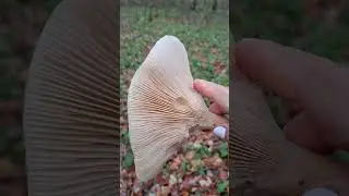 Monk's Head Funnel Cap