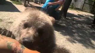 The sound a baby bear makes when suckling