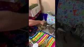 Small Pet Select Guinea Pig Hay