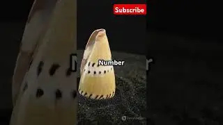 3 Animals You Should NEVER Mess With!