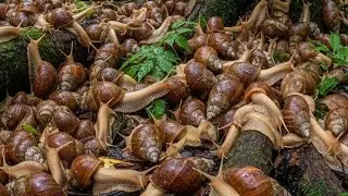 Slow Climb to Survival: Watch a Snail's Incredible Journey Up Trees and Across Ground 🌳
