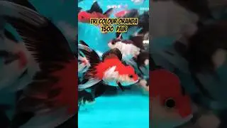 Dvs Aquarium | Tri Colour Oranda Gold Fish 🐠 | Kurla WholesaleFish Market #aquariumshop#aquariumtank