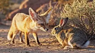 TIGER HUNTS THE RABBIT