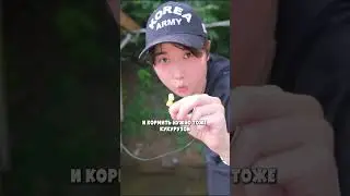 ОГРОМНЫЙ КАРП КЛЮЕТ ПОД БЕРЕГОМ  #рыбалка