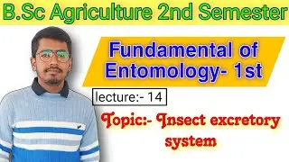 Excretory system of insect, Function of Excretory system in insect, type of Excretory system