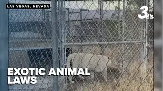 Nevada's exotic animal laws questioned after tiger seizure and arrest in Pahrump