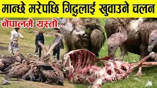 मान्छे मरेपछि लासलाई गिद्धलाई खुवाएर अन्त्येष्टि गरिने नेपालको अचम्मको चलन, Tibetan Sky burial.