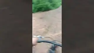 Forest in delhi.