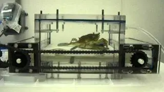 Crab on a Treadmill
