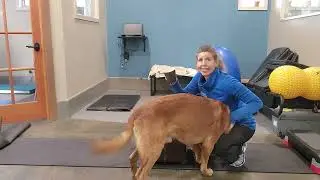 Front paws up/ Hindend loading- video guide for post ACL/Cruciate injury PT