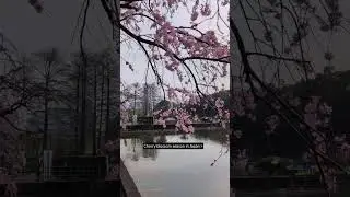 #Kirschbl&uuml;te #japanKirschbl&uuml;te #Tokio #Kaiserpalast