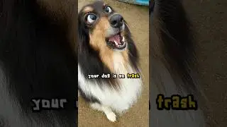 Your Dog Is So Trash 🤔 🗑️#shorts