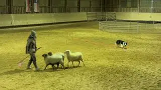 „Artus“ - geb. 12.02.2025 in hütendes Zuhause zu verkaufen - Border Collie - intakter Rüde