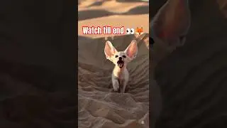 &ldquo;Wait&hellip; Did That Fox Just Howl Like THAT? 😳🦊✨&rdquo; #shortsfeed #youtubesearch #foryou #mustwatch #shorts