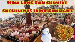 Survival Succulents in Two weeks No Sunlight /palavarn 