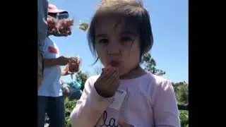 Strawberry Tours at Tanaka Farms