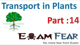 Biology Transport in Plants part 14 (Xylem transport) CBSE class 11 XI