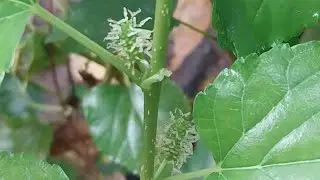 Gigi Channel is live after pruning #mulberry #gardening #satisfying
