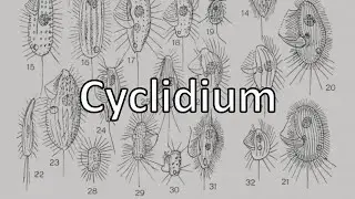 Cyclidium