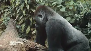 Phantom of the Highlands The cross river Gorilla