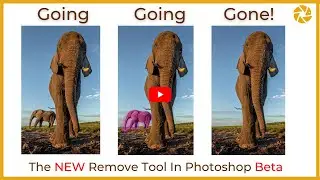The NEW Photoshop Removal Tool - Wildlife Photography Gamechanger?