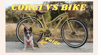 CORGI VS BIKE
