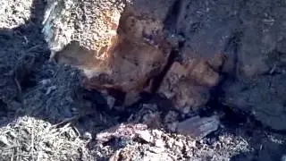 Yardville NJ Maple Tree Pruning and Stump Removal