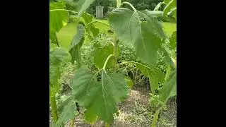 MAMMOTH RUSSIAN SUNFLOWER WITH 4 FLOWERS ON ONE PLANT