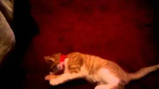 Crazy cat acrobatics