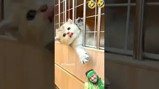 কুদ্দুস ট্রেনটিকে পড়ে যাবে #cat #new #catvideos #shortvideo #viralvideo #trending #foryou