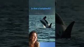 Is that a humpback #shortsfeed #whale #humpbaack