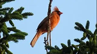 Cardinal rouge, chant / Northern Cardinal, song