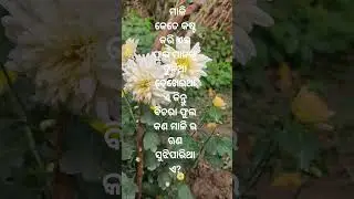 ytshorts #my first vlog#love#lifestyleof lipa #lipa#odisha#shorts#music# flowers#vlogs#vlog video