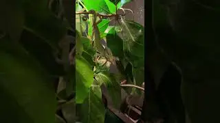Veiled Chameleon tong feeding !!