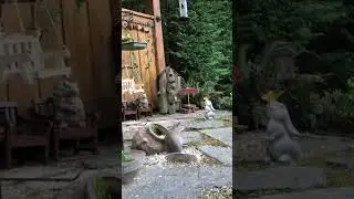 Squirrel mating sounds #nature #squirrel #shorts