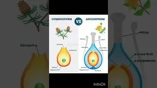 #important #shortsviral #plantanatomy #plantstructure