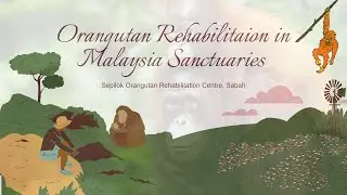 PRESENTATION BDY634 - ORANGUTAN REHABILITATION IN MALAYSIA SANCTUARIES