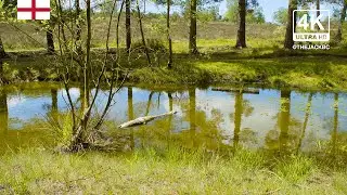 4K England Forest Nature Background | Cannock Chase | Relaxing Ambient Wallpaper | 213